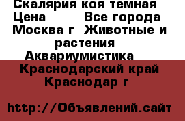 Скалярия коя темная › Цена ­ 50 - Все города, Москва г. Животные и растения » Аквариумистика   . Краснодарский край,Краснодар г.